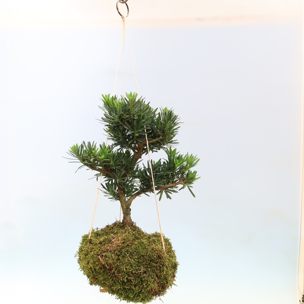 Kokedama en poterie - Podocarpus - If de pierre