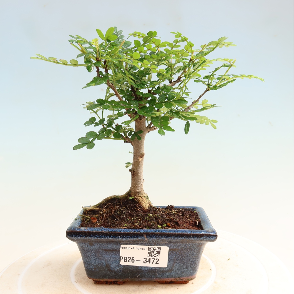 Salle bonsaï - Zantoxylum piperitum - arbre à poivre