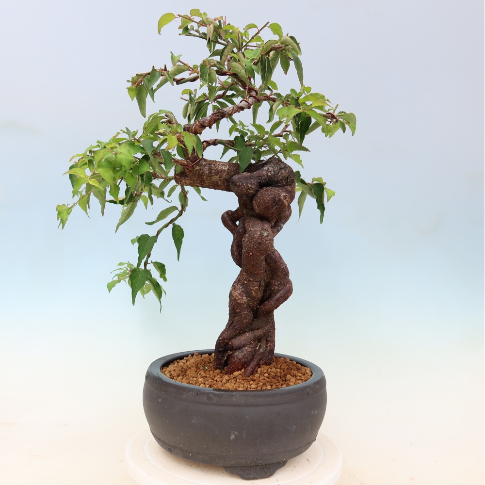 Bonsaï d'extérieur - Abricotier japonais - Prunus Mume