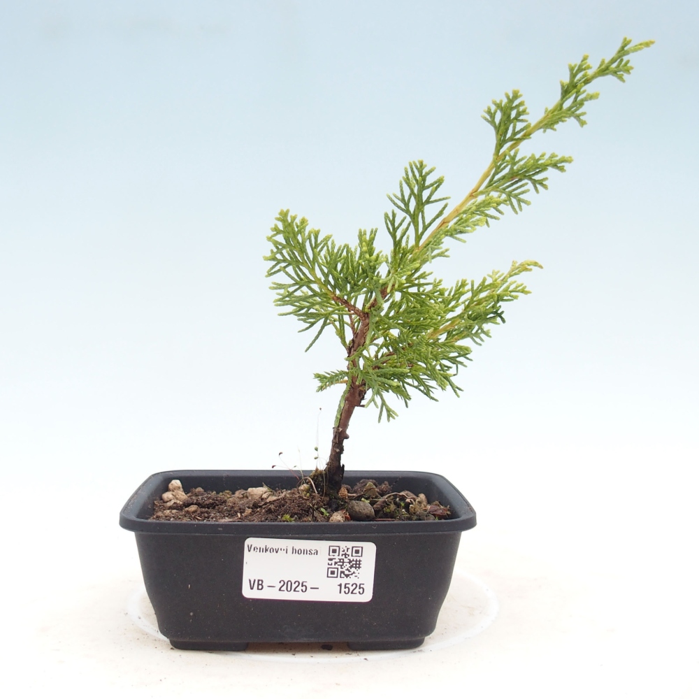 Bonsaï d'extérieur - Juniperus chinensis Itoigawa