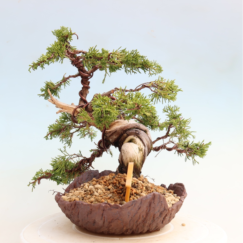 Bonsaï d'extérieur - Juniperus chinensis Itoigawa-Juniperus chinensis