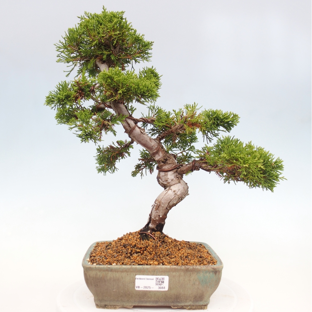 Bonsaï d'extérieur - Juniperus chinensis Itoigawa