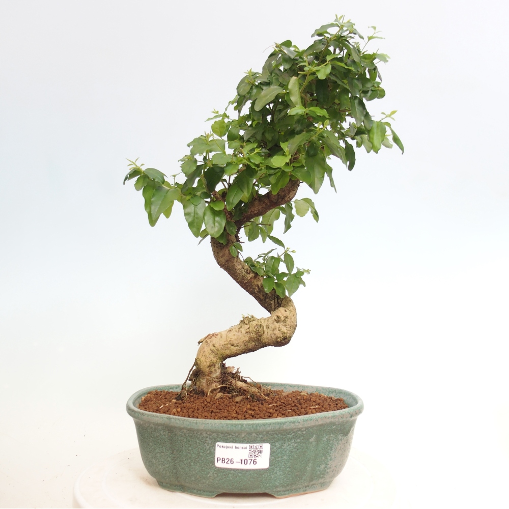 Bonsaï de chambre -Ligustrum chinensis - Bec d'oiseau