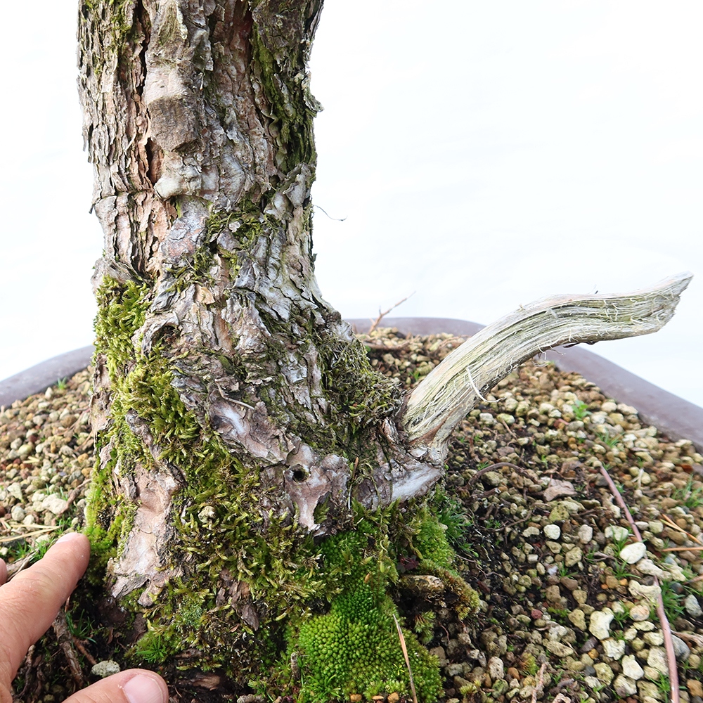 Pinus sylvestris Espagne - pin sylvestre