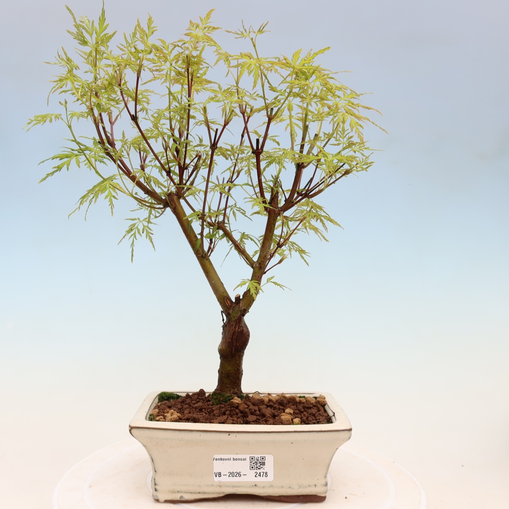 Bonsaï d'extérieur - Acer palmatum Dissectum