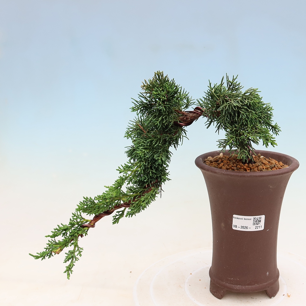 Bonsaï d'extérieur - Juniperus chinensis Kishu