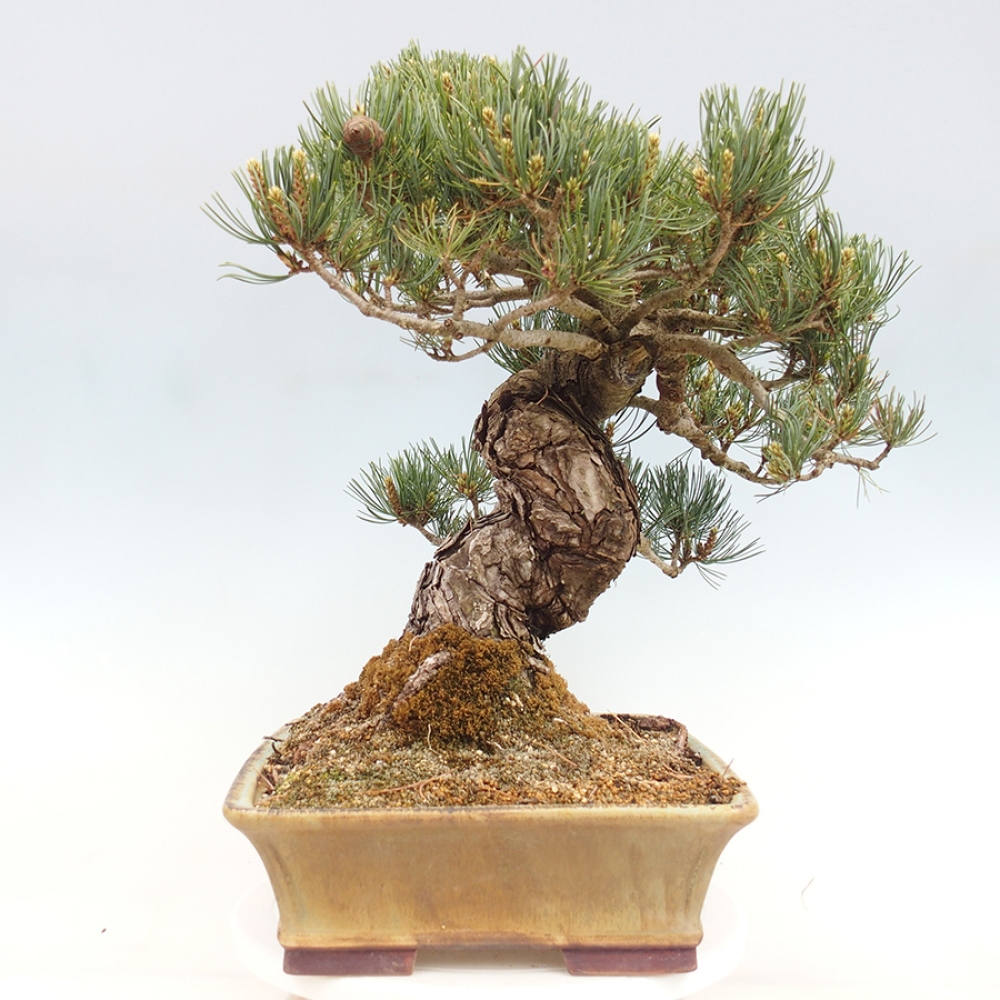 Bonsaï d'extérieur - Pinus parviflora - Pinus parviflora