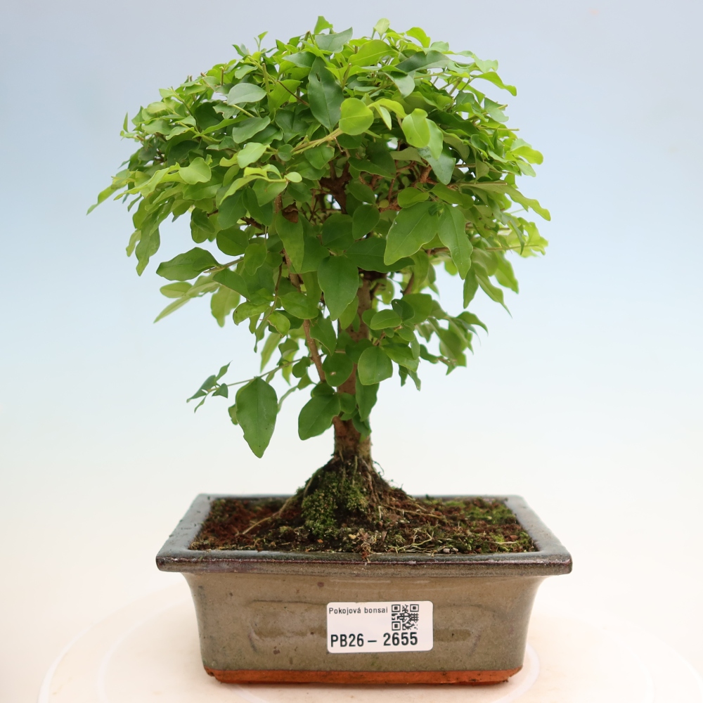 Bonsaï de chambre -Ligustrum chinensis - Bec d'oiseau