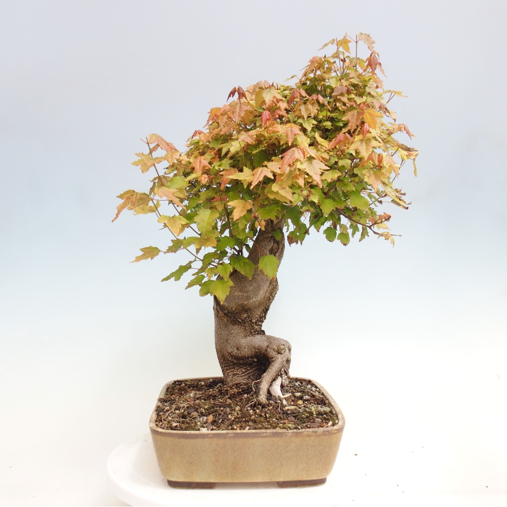 Bonsaï d'extérieur - Acer Buergerianum - Burger Maple