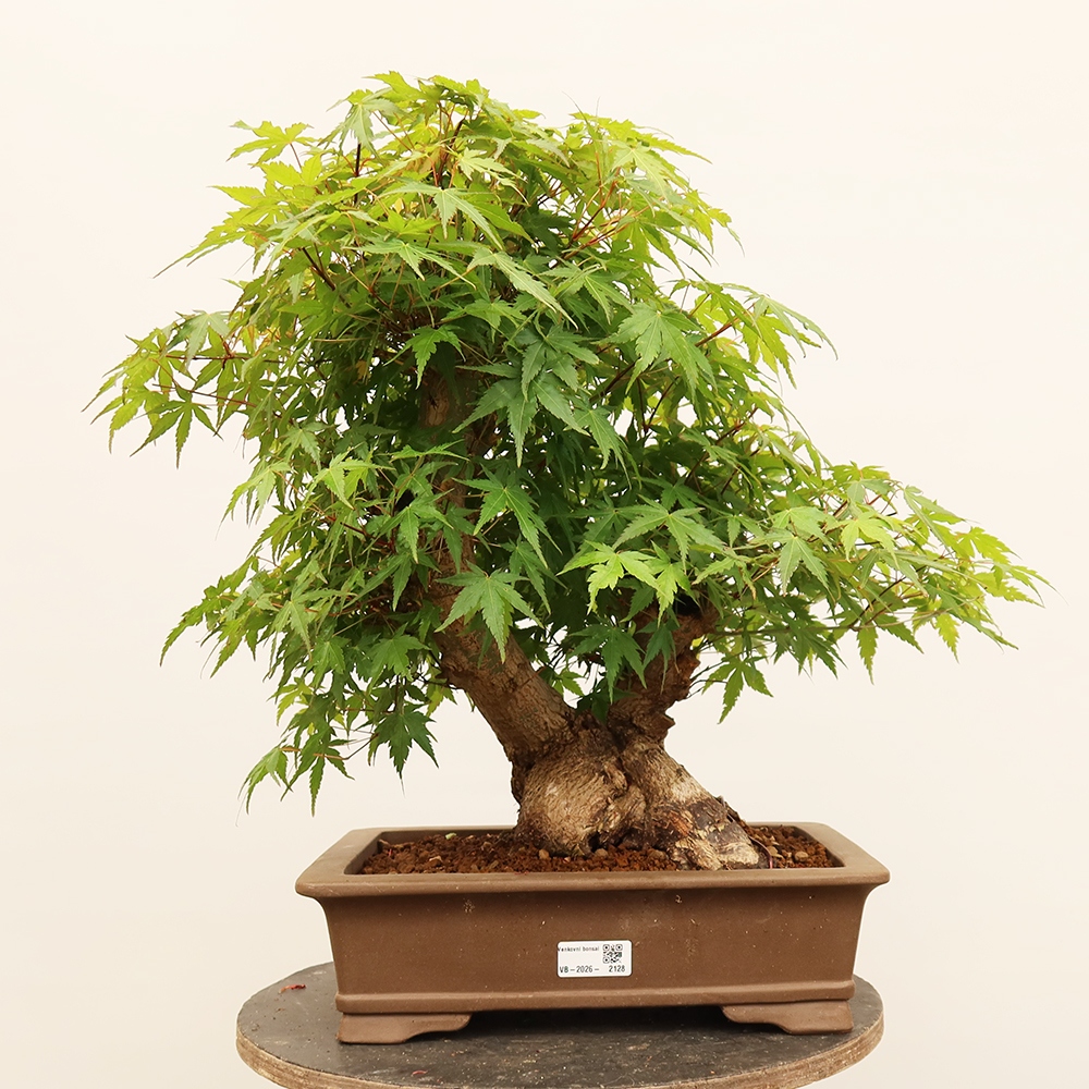 Bonsaïs d'extérieur - Maple palmatum - Palmiers