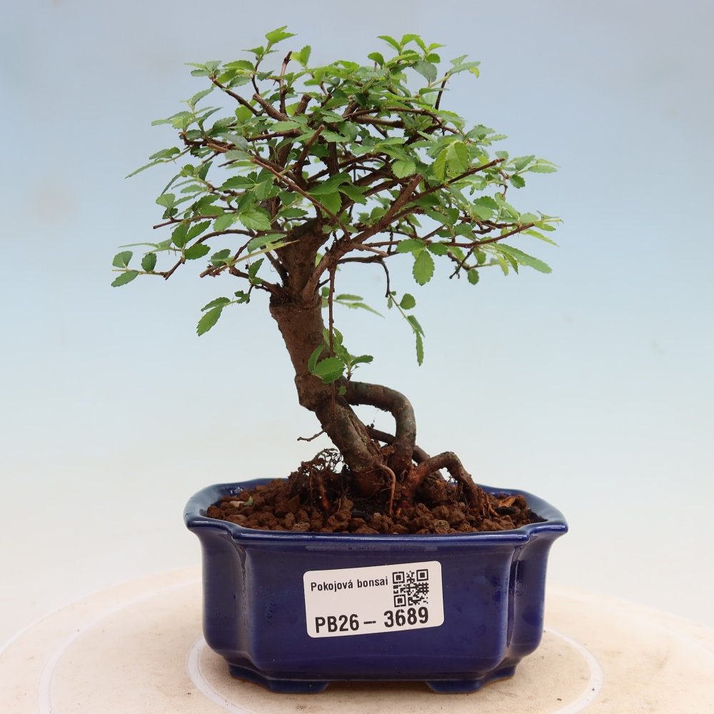 Bonsaï de chambre - Ulmus parvifolia - Orme à petites feuilles