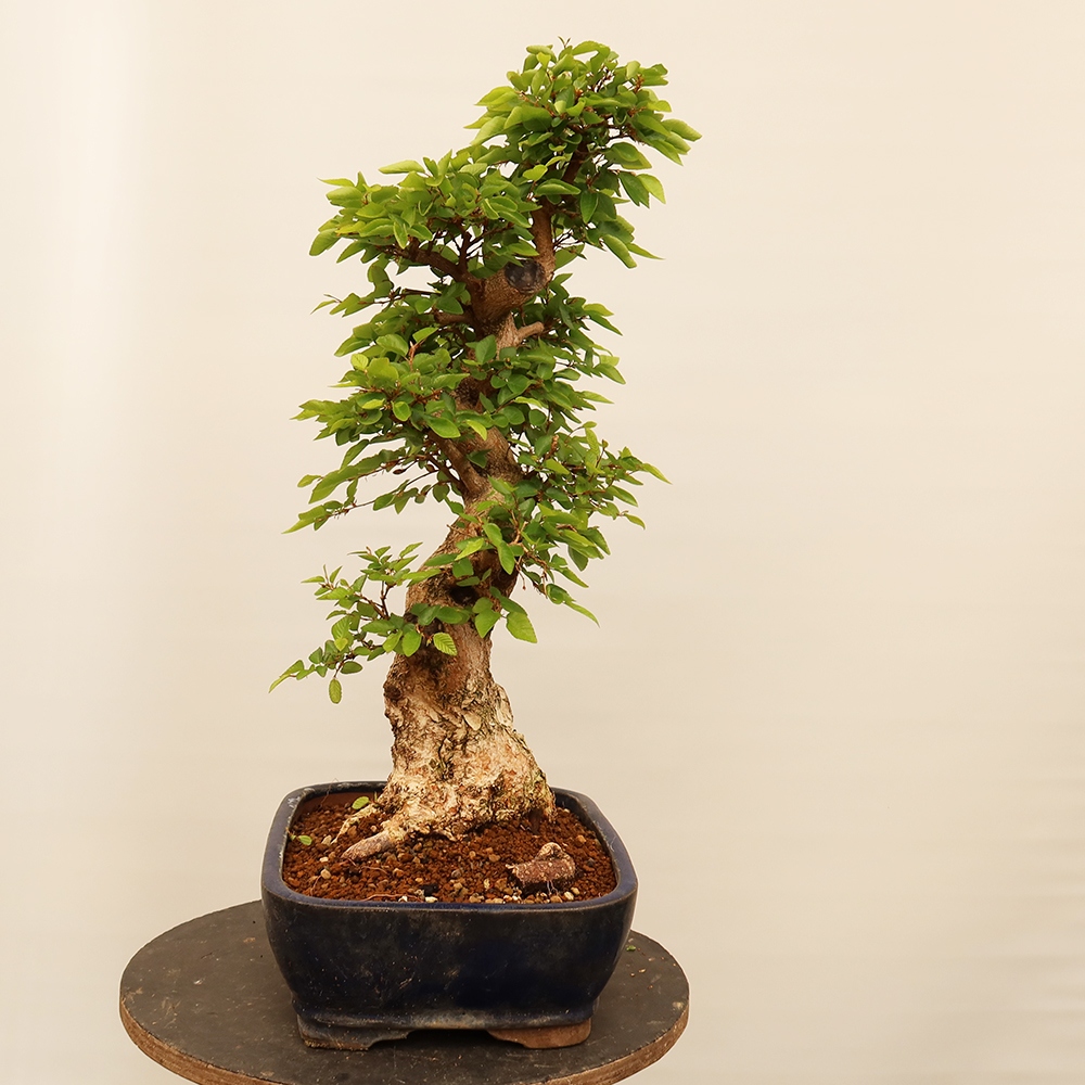 Bonsaï d'extérieur -Carpinus Coreana - Charme de Corée