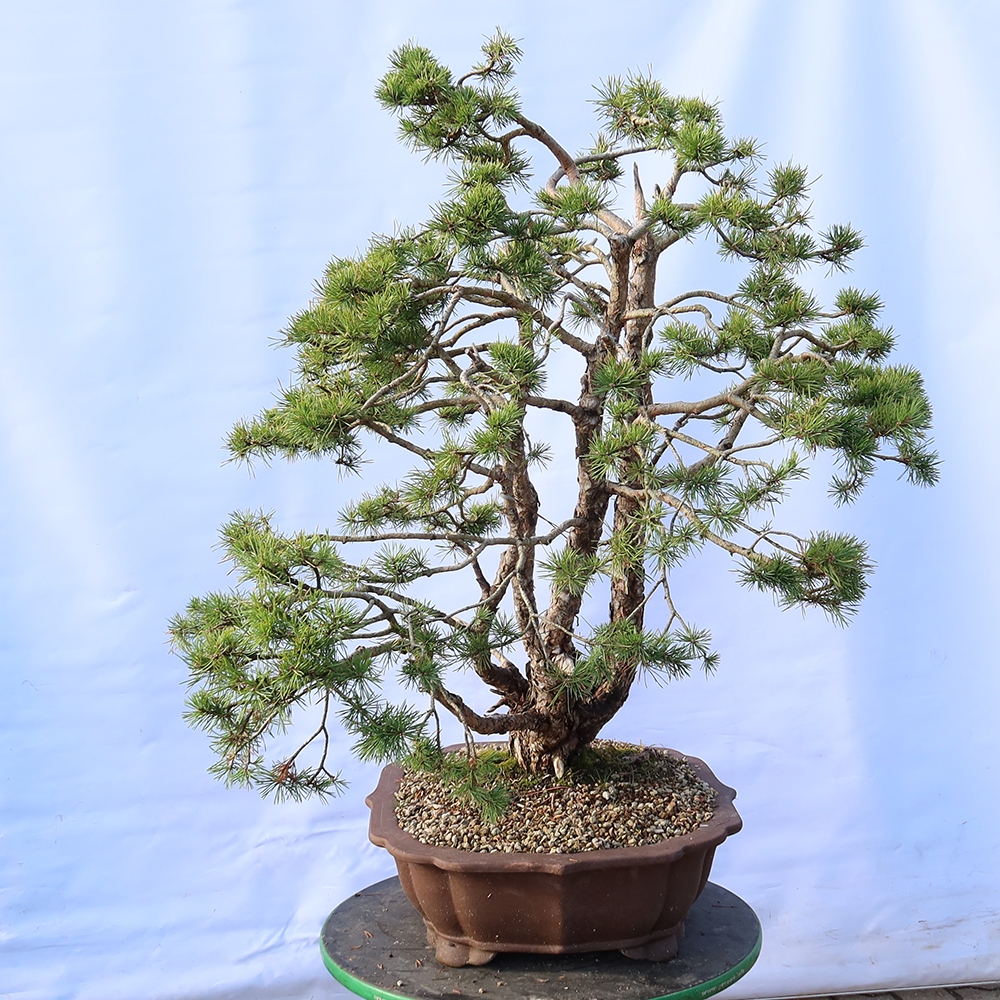 Pinus sylvestris Espagne - pin sylvestre