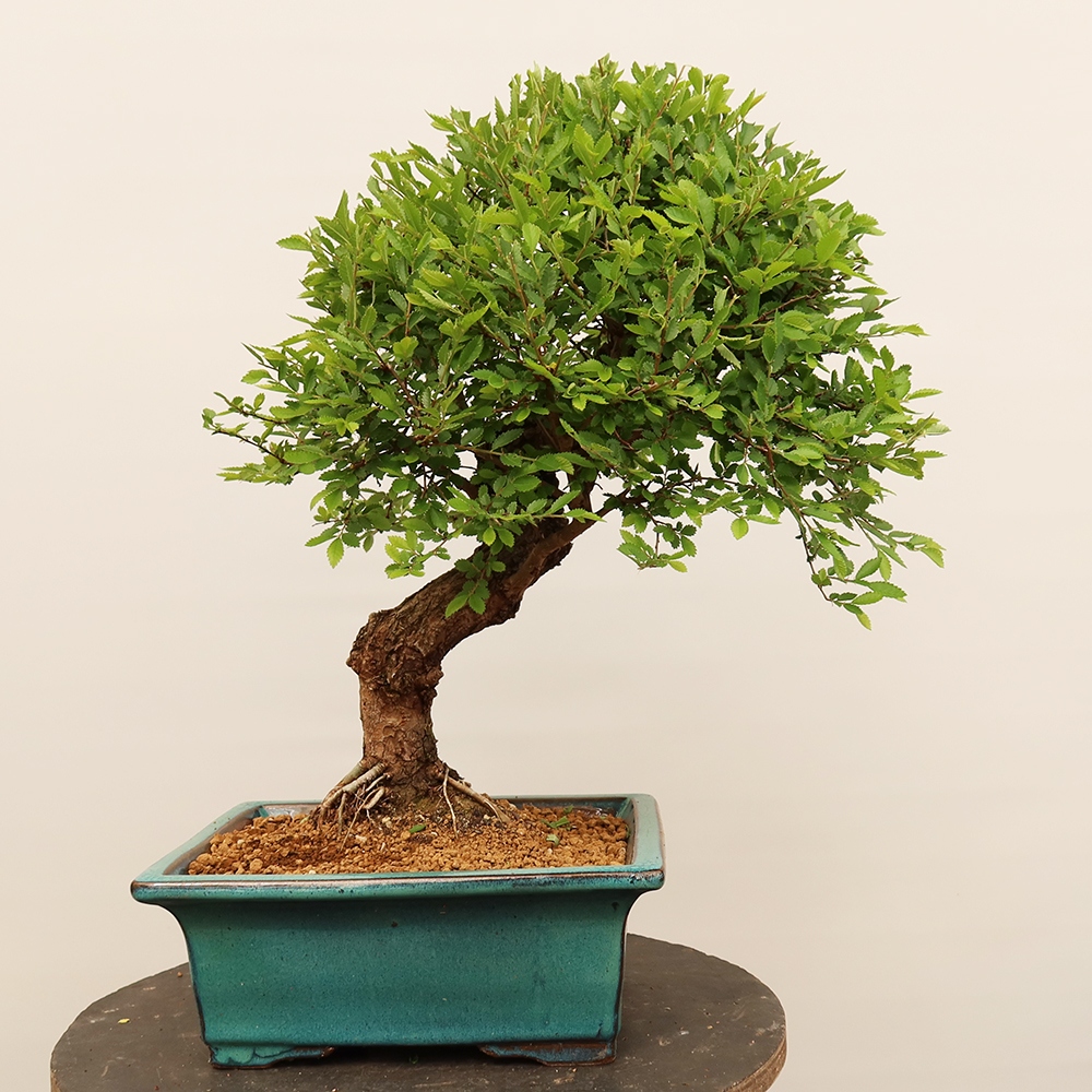 Bonsaï d'extérieur - Zelkova - Zelkova NIRE
