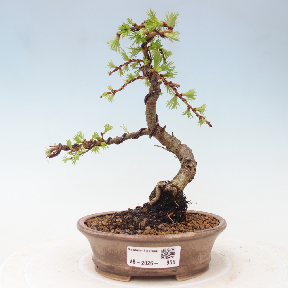 Bonsaï d'extérieur - Larix Kaempferi - Mélèze du Japon