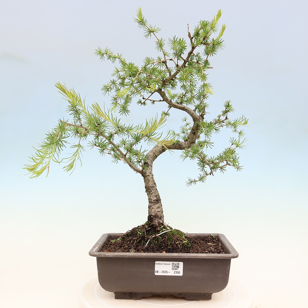 Bonsaï d'extérieur -Larix decidua - Mélèze