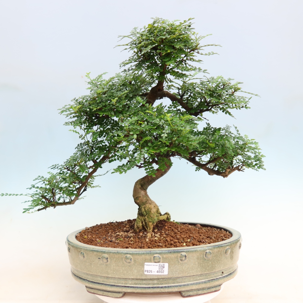 Salle bonsaï - Zantoxylum piperitum - arbre à poivre