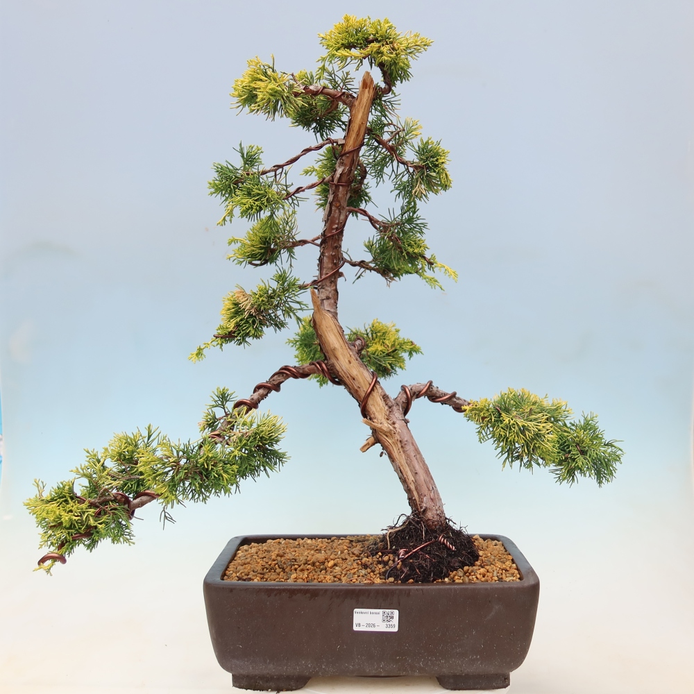 Bonsaï d'extérieur - Juniperus chinensis  aurea - Genévrier chinois doré