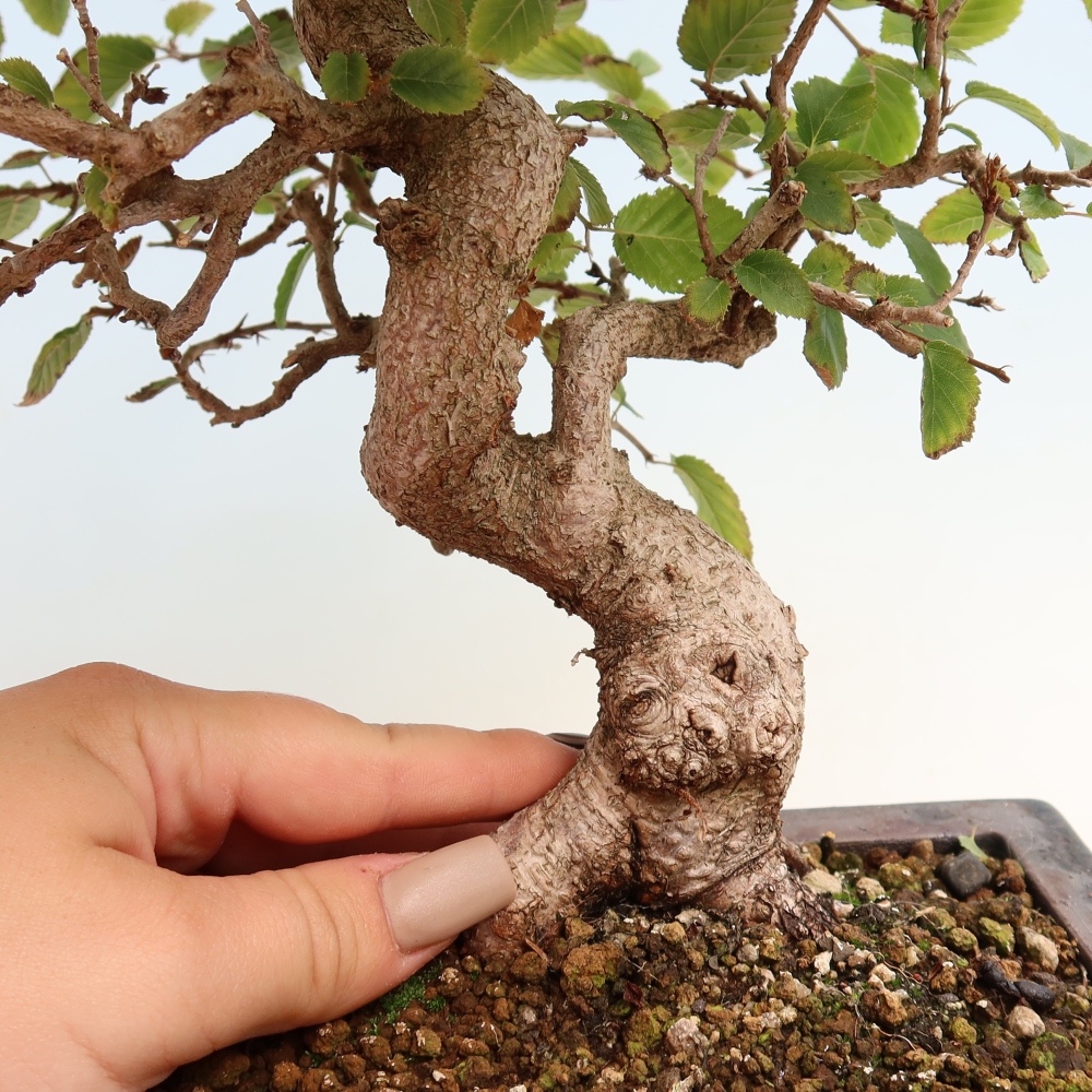 Bonsaï d'extérieur -Carpinus CARPINOIDES - Charme de Corée