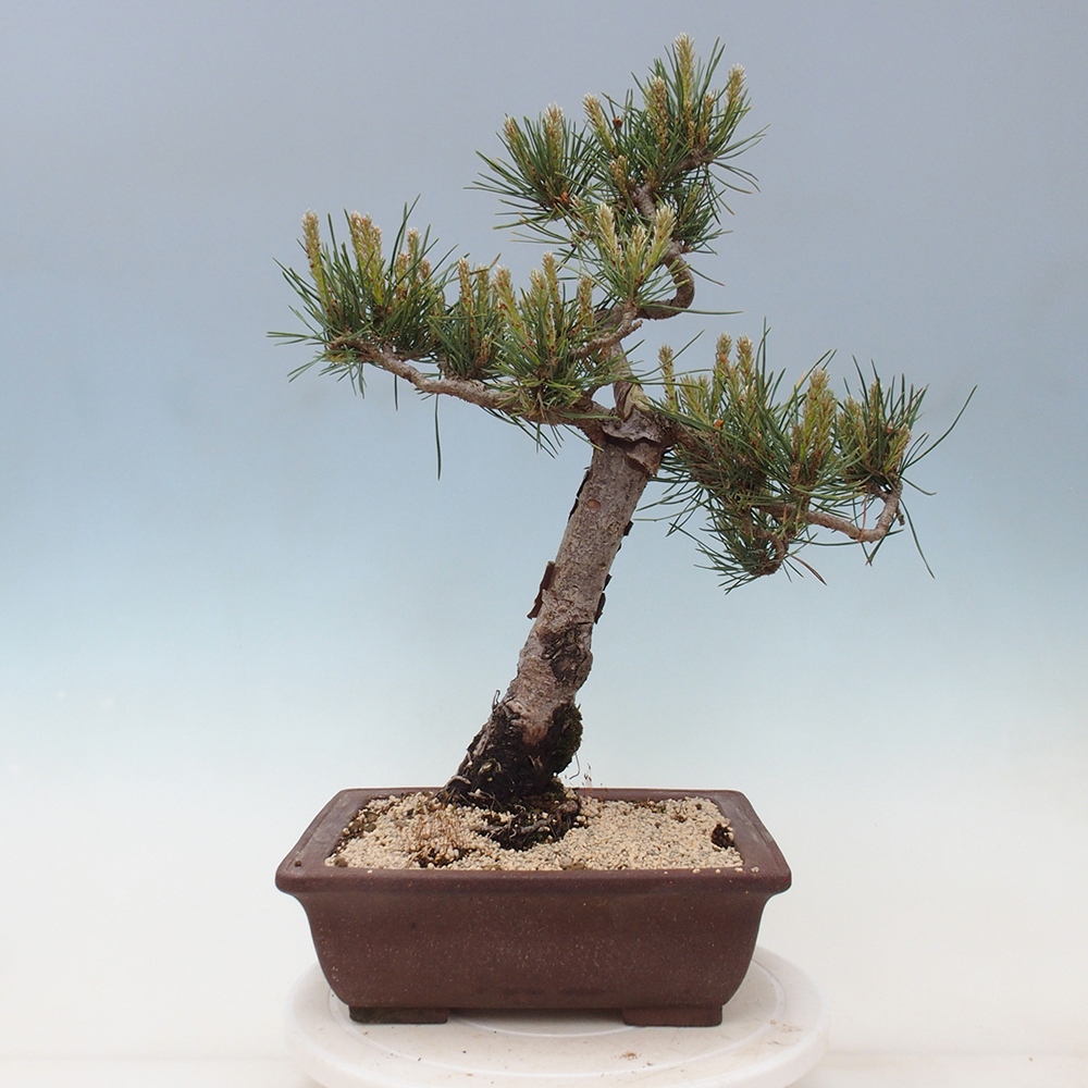 Bonsaï d'extérieur - Pinus Sylvestris Watererri - Pin sylvestre