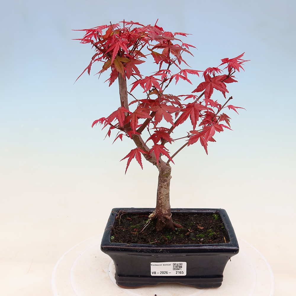 Bonsaï d'extérieur - Acer palmatum DESHOJO