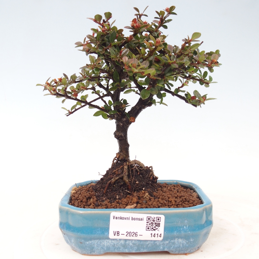 Bonsaï d'extérieur - Cotoneaster horizontalis - Rocky Mountain