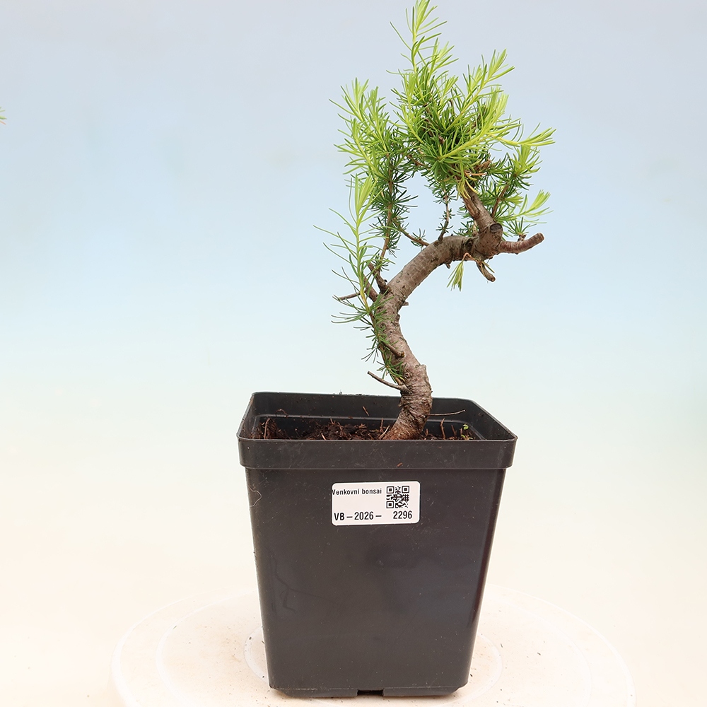 Bonsaï d'extérieur -Larix decidua - Mélèze