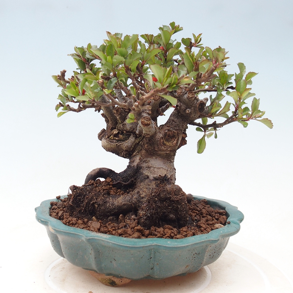 Bonsaï d'extérieur - Chaneomeles speciosa - Coing