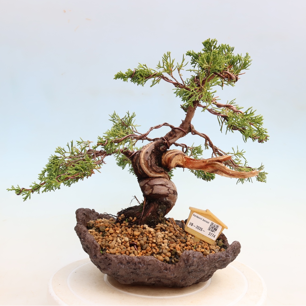 Bonsaï d'extérieur - Juniperus chinensis Itoigawa-Juniperus chinensis