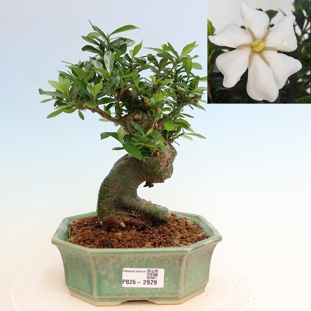 Bonsaï de chambre - Gardenia jasminoides-Gardenia