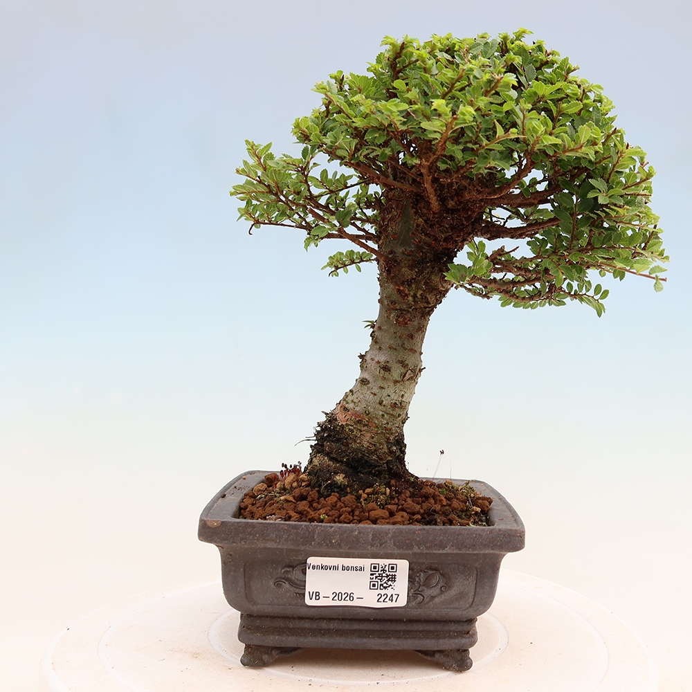 Bonsaï d'extérieur - Ulmus parvifolia Sagei - Orme à petites feuilles