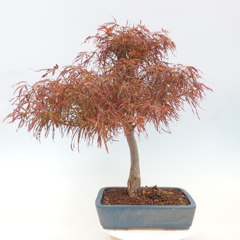 Bonsaï d'extérieur - Acer palmatum RED PYGMY