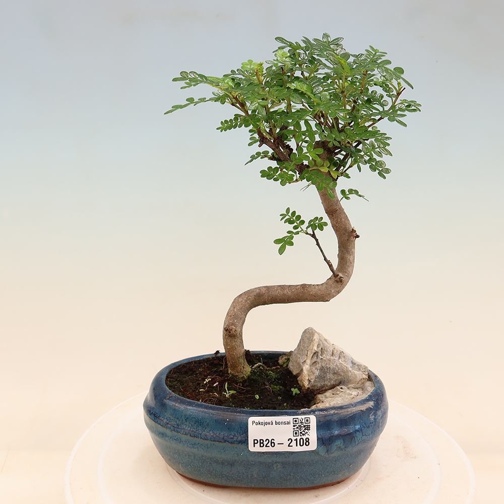 Salle bonsaï - Zantoxylum piperitum - arbre à poivre