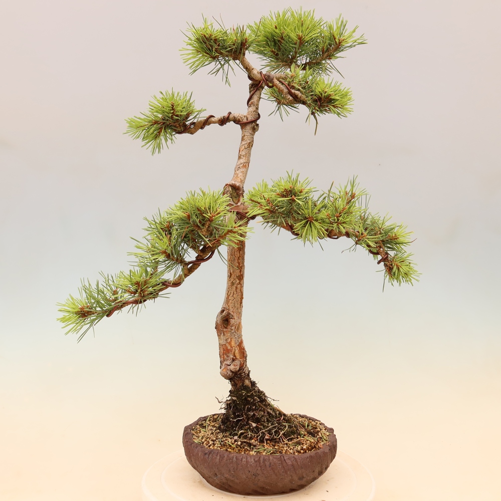 Bonsaï d'extérieur - Pinus Sylvestris Watererri - Pin sylvestre
