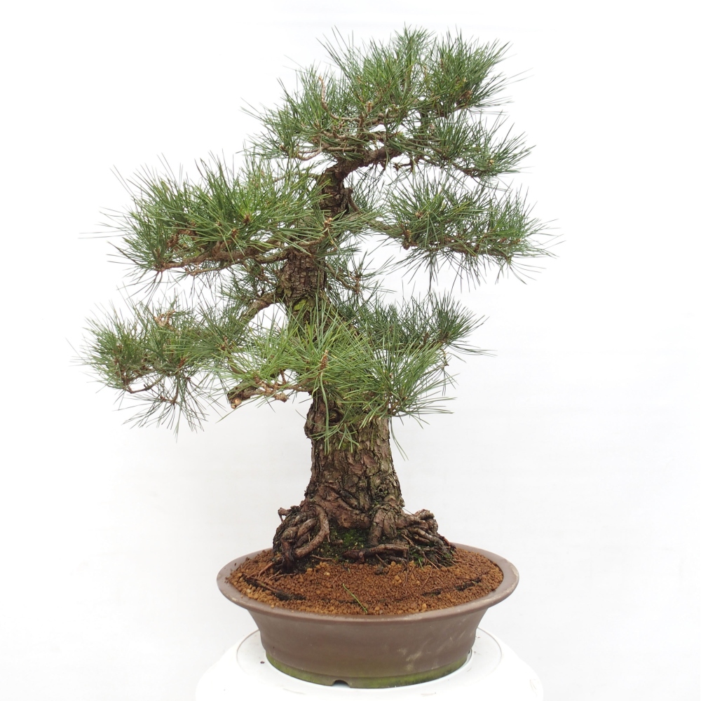 Bonsaï d'extérieur - Pinus thunbergii - Pin de Thunberg