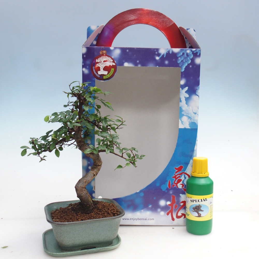 Ulmus parvifolia - Orme de Chine