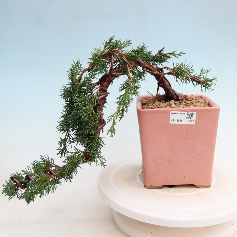 Bonsaï d'extérieur - Juniperus chinensis Kishu