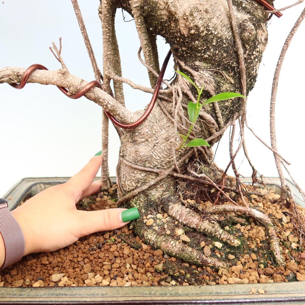 Salle bonsaï - Ficus kimmen - ficus à petites feuilles