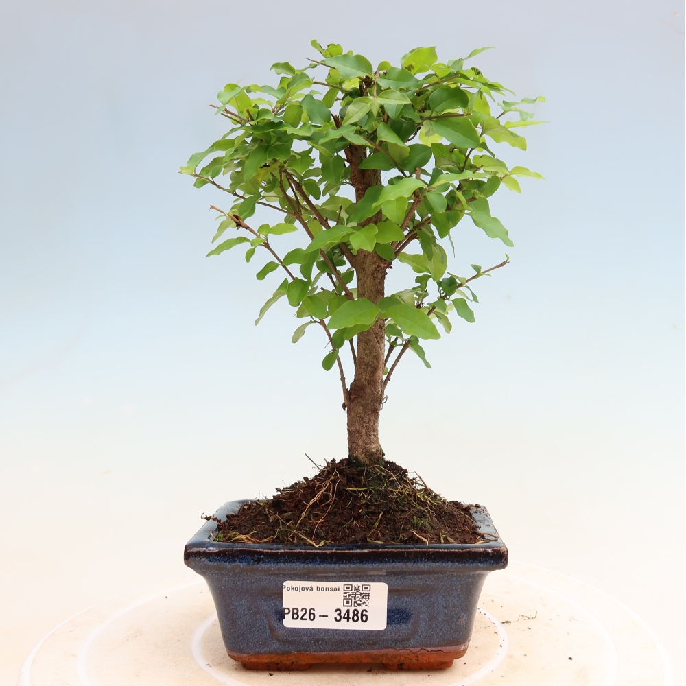 Bonsaï de chambre -Ligustrum chinensis - Bec d'oiseau