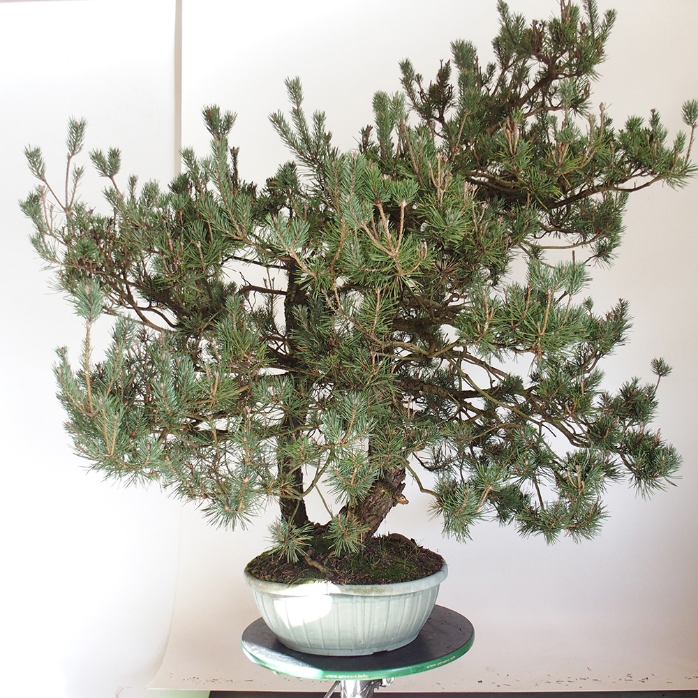 Yamadori - Pinus sylvestris Espagne