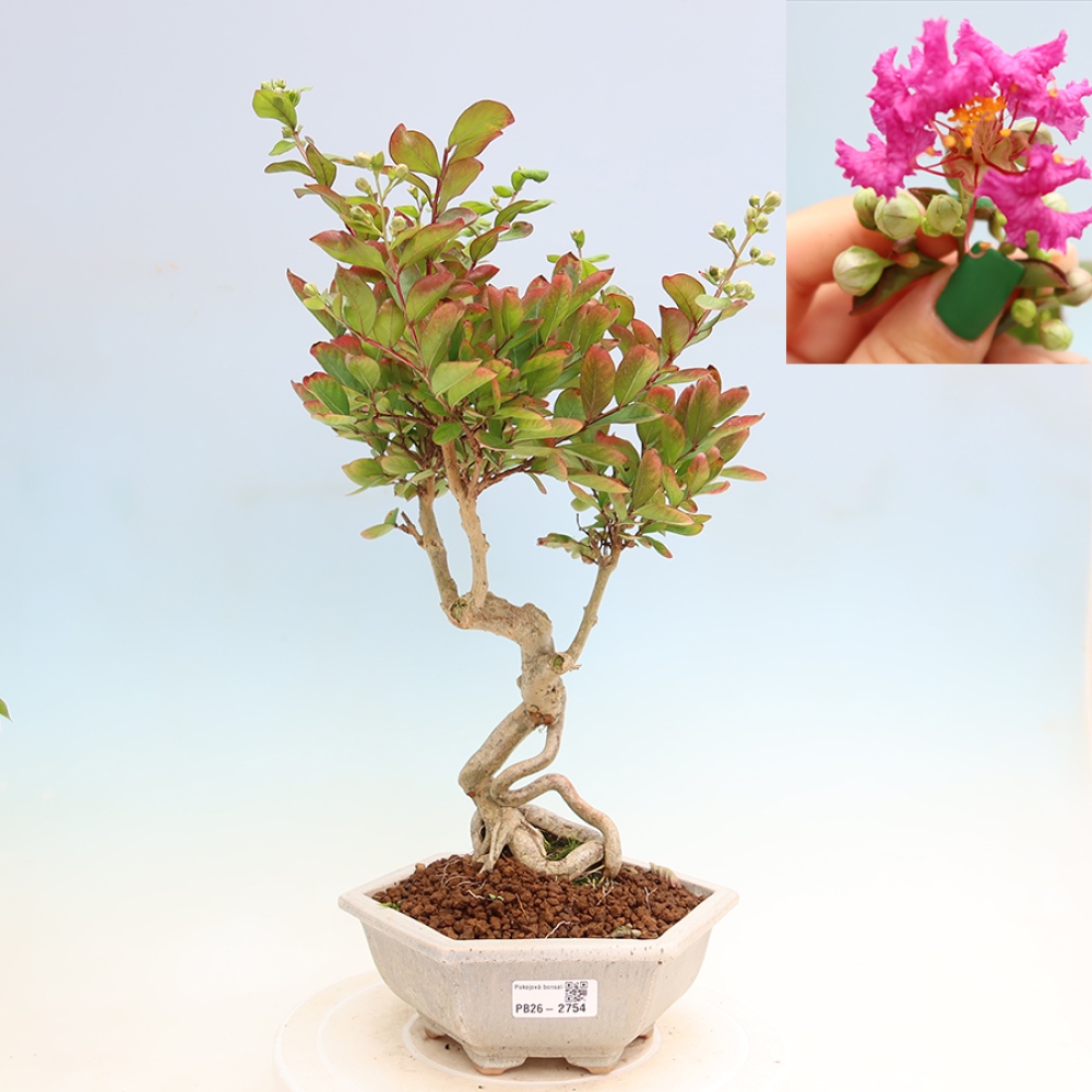 Bonsaï d'intérieur - Lagerstroemia indica - lilas indien