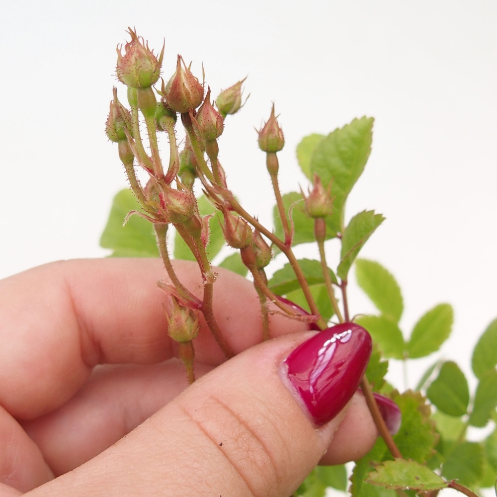 Bonsaï d'extérieur - Rosa sp. - rosier à petites fleurs