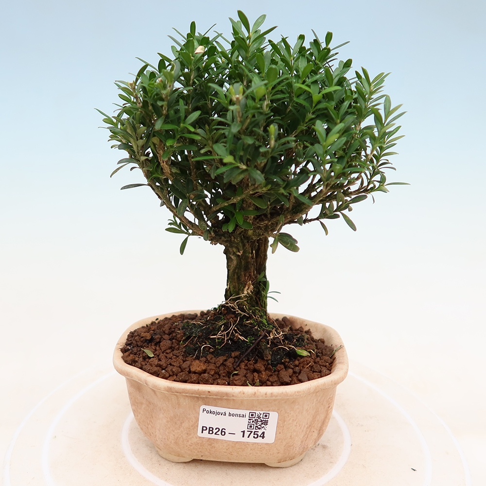 Bonsaï de chambre - Buxus harlandii - buxus liège