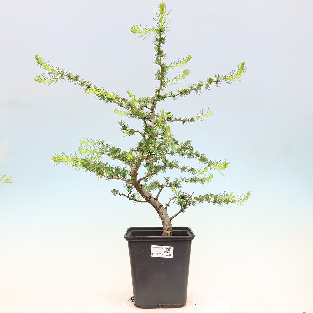 Bonsaï d'extérieur -Larix decidua - Mélèze