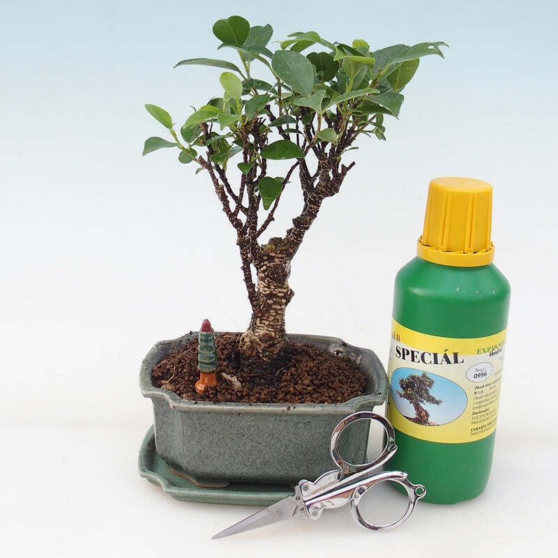 Coffret cadeau bonsaï - Ficus retusa