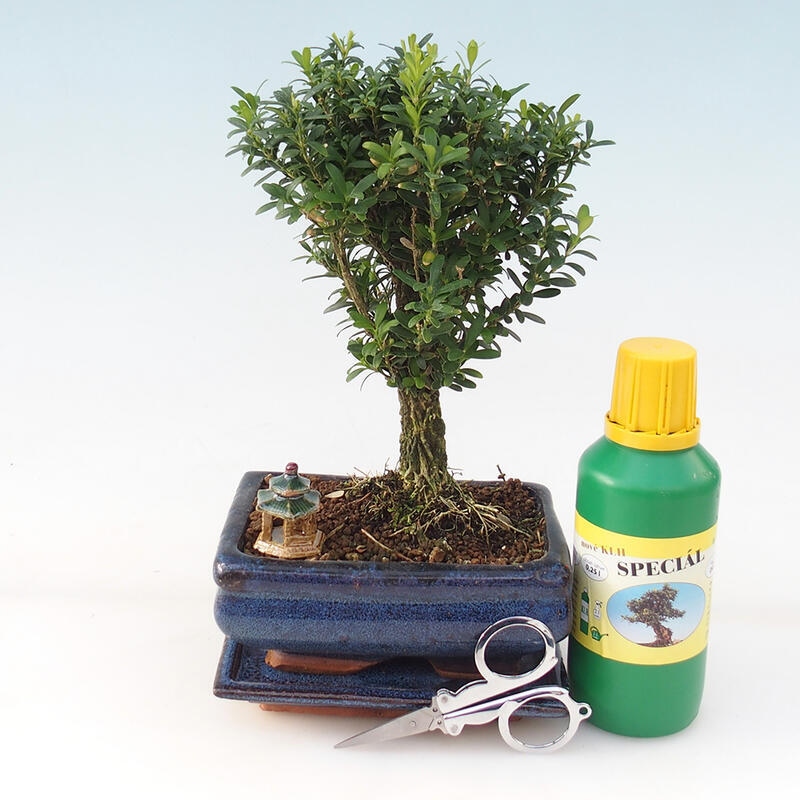 Coffret cadeau bonsaï - Buxus liège - Buxus harlandii