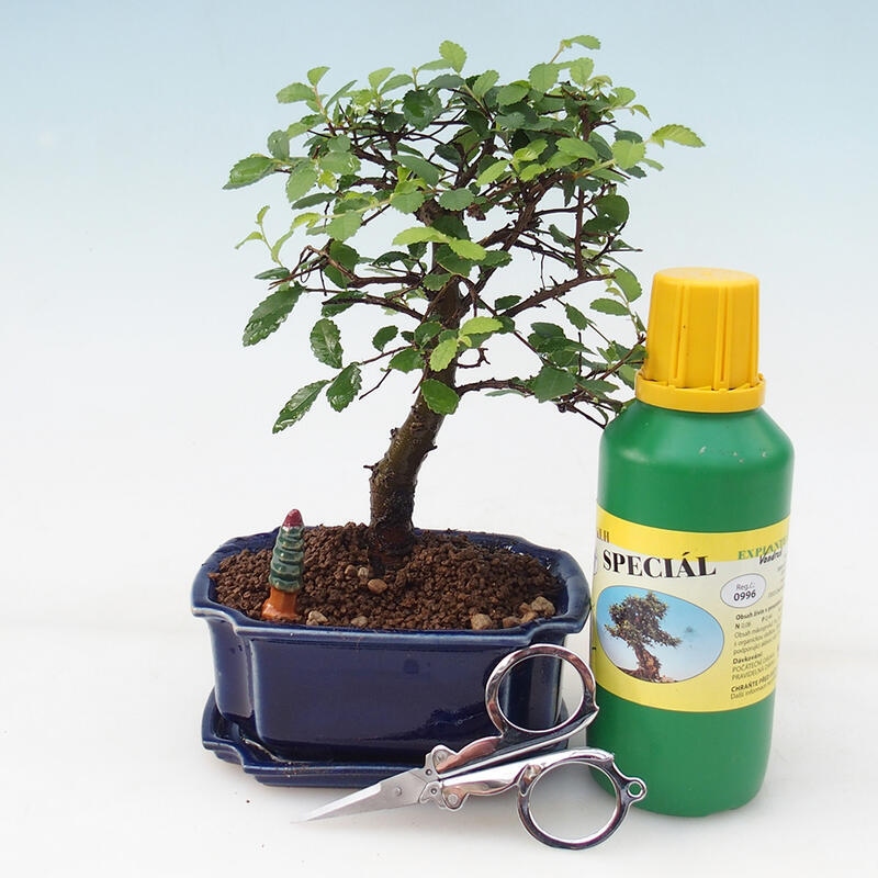 Coffret cadeau bonsaï - Orme de chambre - Ulmus parvifolia