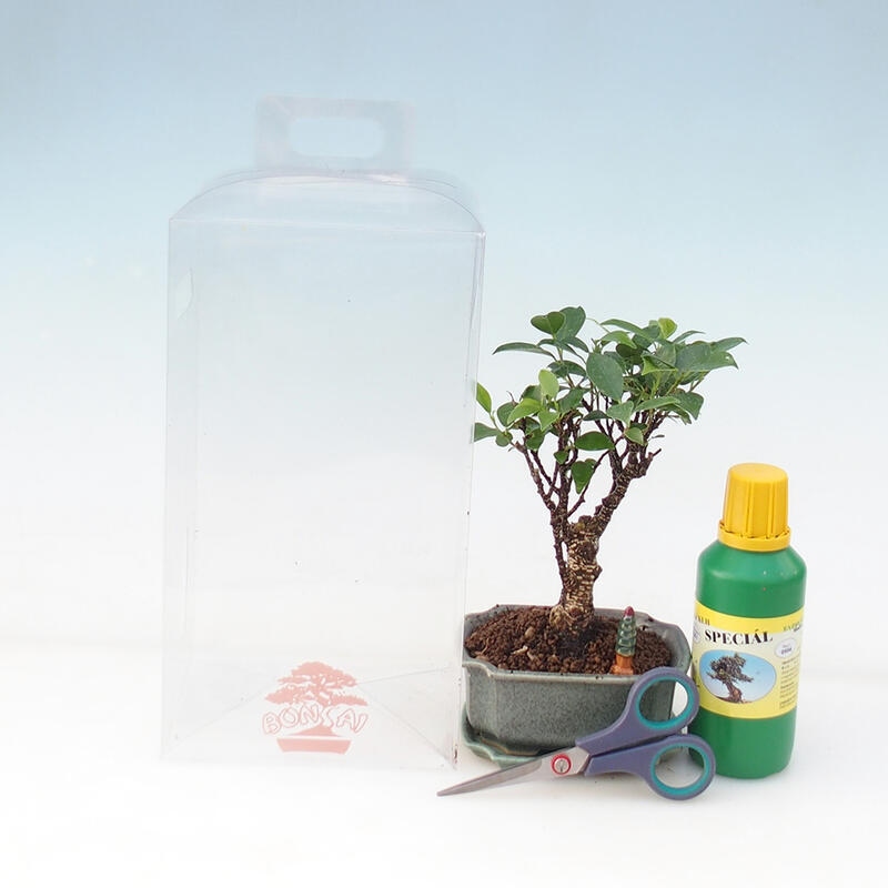Coffret cadeau Bonsaï pour garçon - Ficus retusa