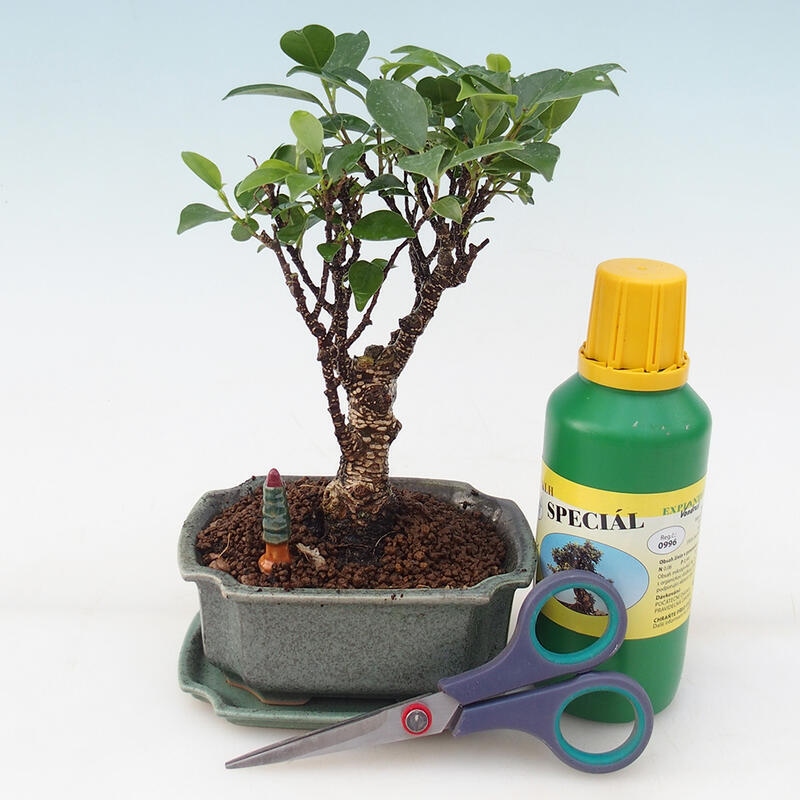 Coffret cadeau Bonsaï pour garçon - Ficus retusa