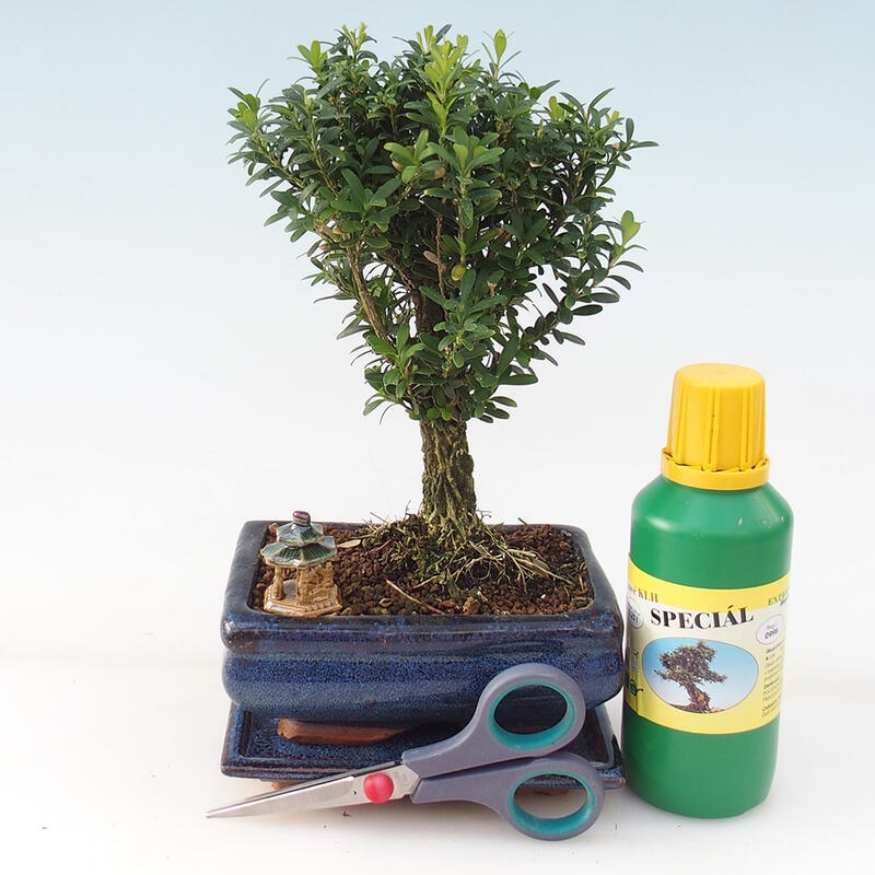 Coffret cadeau Bonsaï pour garçon - Buxus liège - Buxus harlandii